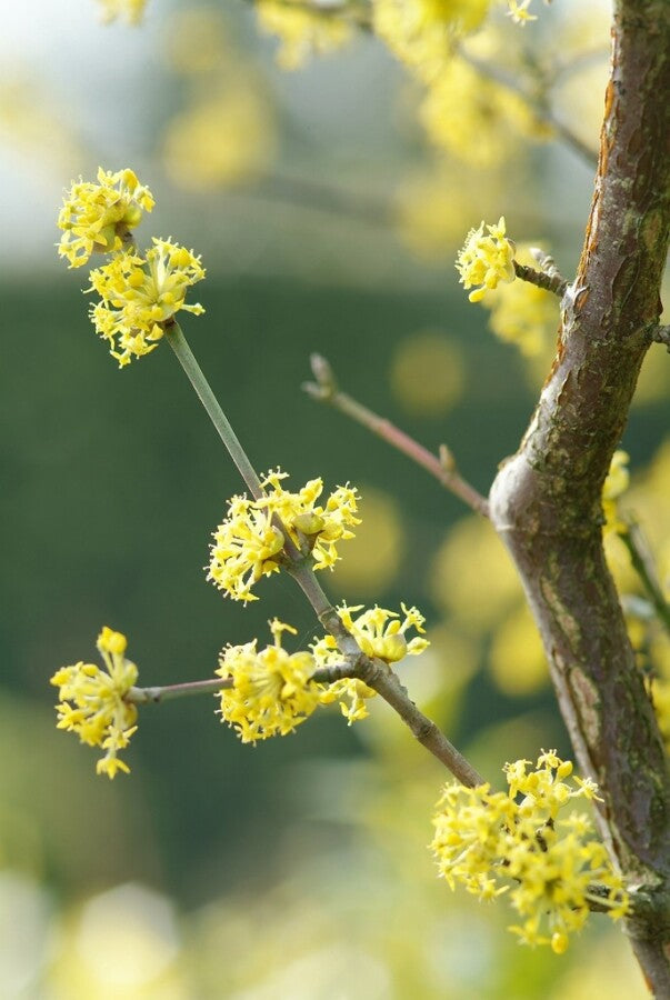 Kornelkirsche (Cornus mas) Strauch 40–60 cm – Wurzelwerk Design