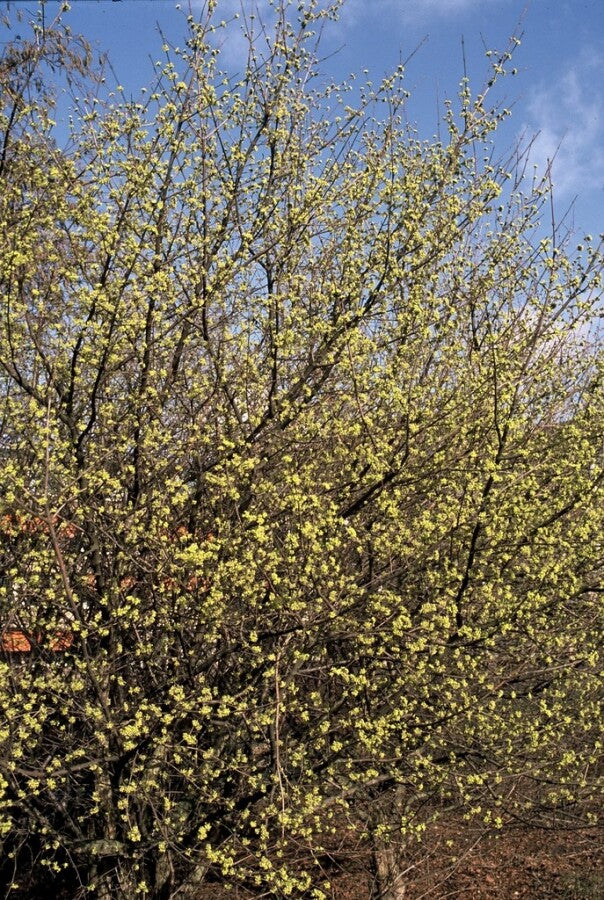 Kornelkirsche (Cornus mas) Strauch 40–60 cm – Wurzelwerk Design