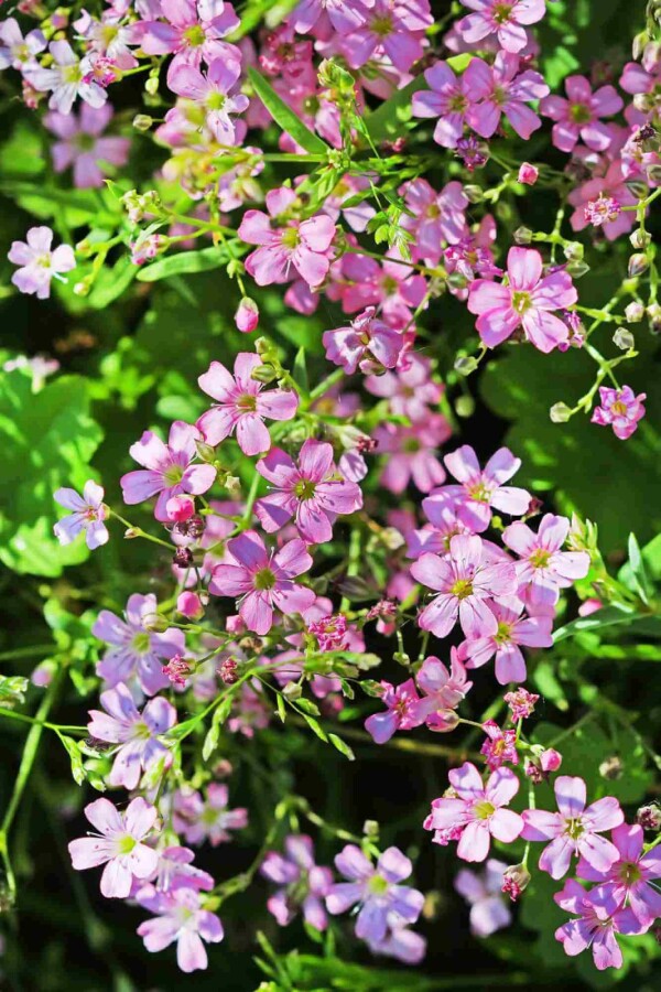 Kriechendes Gipskraut (Gypsophila repens) – Wurzelwerk Design