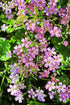 Kriechendes Gipskraut (Gypsophila repens) – Wurzelwerk Design