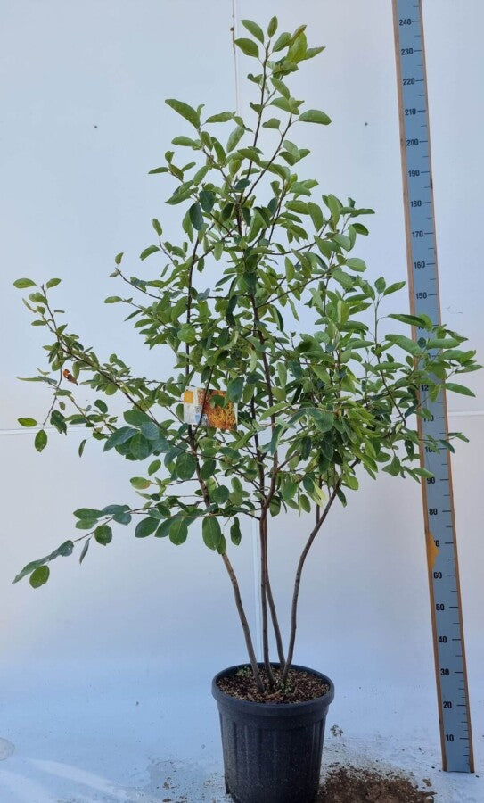 Kupfer-Felsenbirne (Amelanchier lamarckii) Mehrstämmig – Wurzelwerk Design