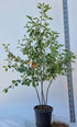 Kupfer-Felsenbirne (Amelanchier lamarckii) Mehrstämmig – Wurzelwerk Design