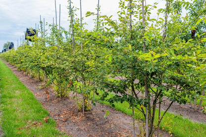 Kupfer-Felsenbirne (Amelanchier lamarckii) Mehrstämmig – Wurzelwerk Design