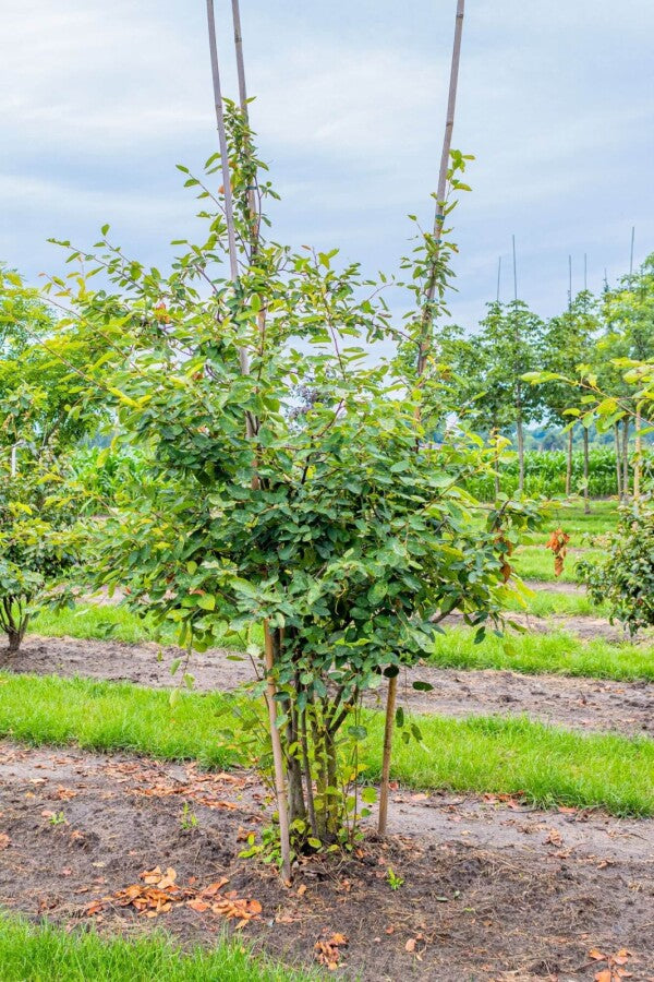 Kupfer-Felsenbirne (Amelanchier lamarckii) Mehrstämmig – Wurzelwerk Design