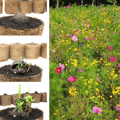 Lose Wildblumen-Samenbomben, unverpackt