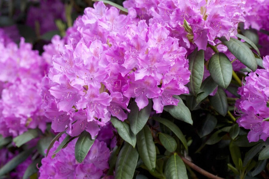 Rhododendron catawbiense &