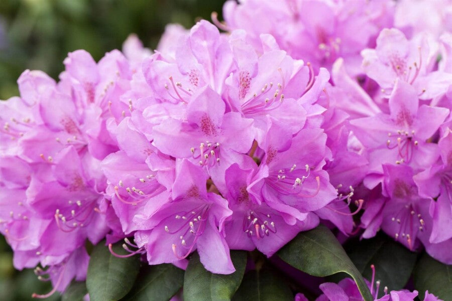 Rhododendron catawbiense &