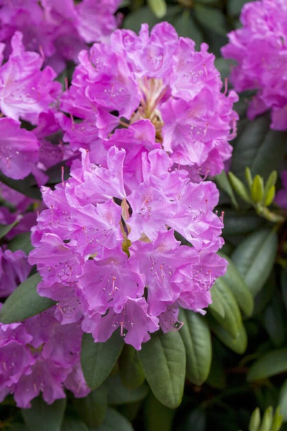 Rhododendron catawbiense &