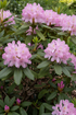 Rhododendron ponticum &