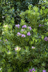 Rhododendron ponticum – Lila Blüten – 30-40 cm – Wurzelwerk Design