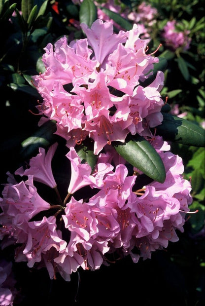 Rhododendron &