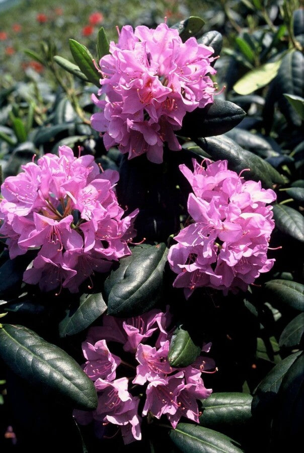 Rhododendron &