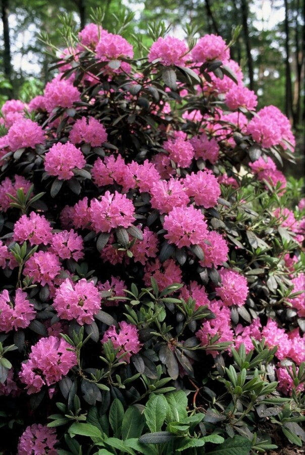 Rhododendron &