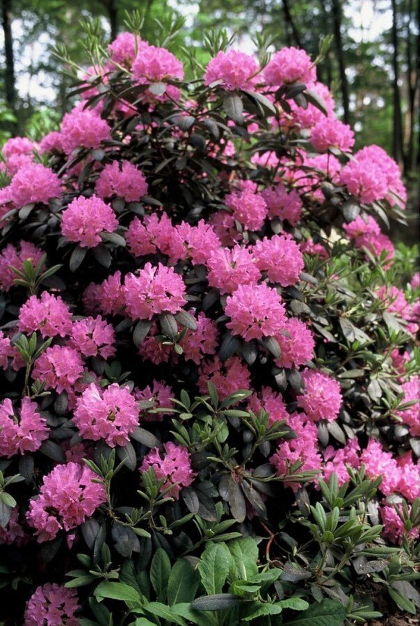 Rhododendron &