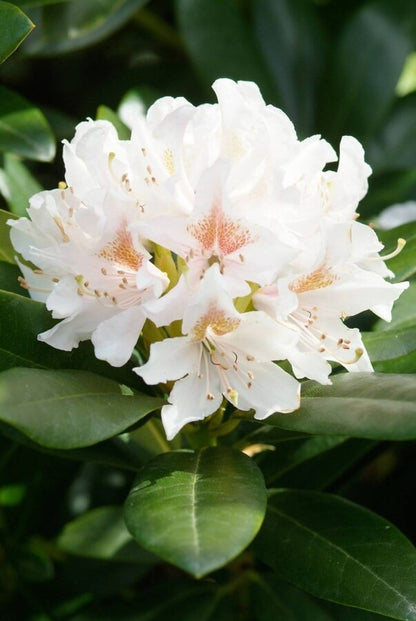 Rhododendron &
