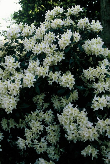 Rhododendron &