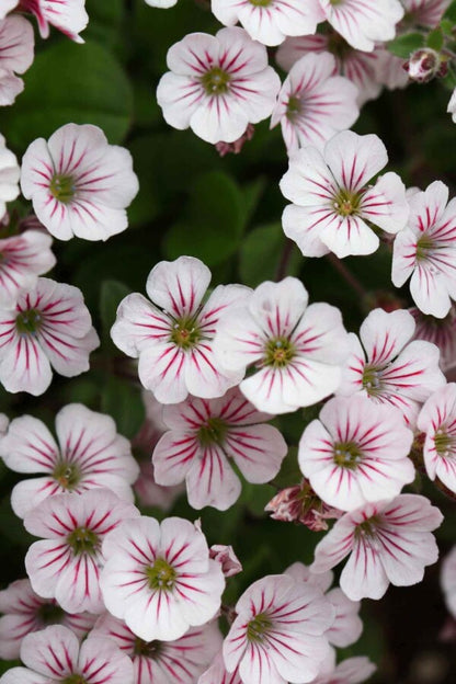 Teppich-Schleierkraut (Gypsophila cerastioides) – Wurzelwerk Design