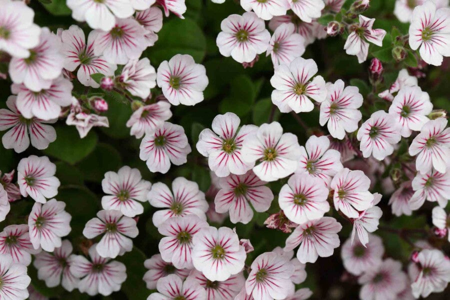Teppich-Schleierkraut (Gypsophila cerastioides) – Wurzelwerk Design