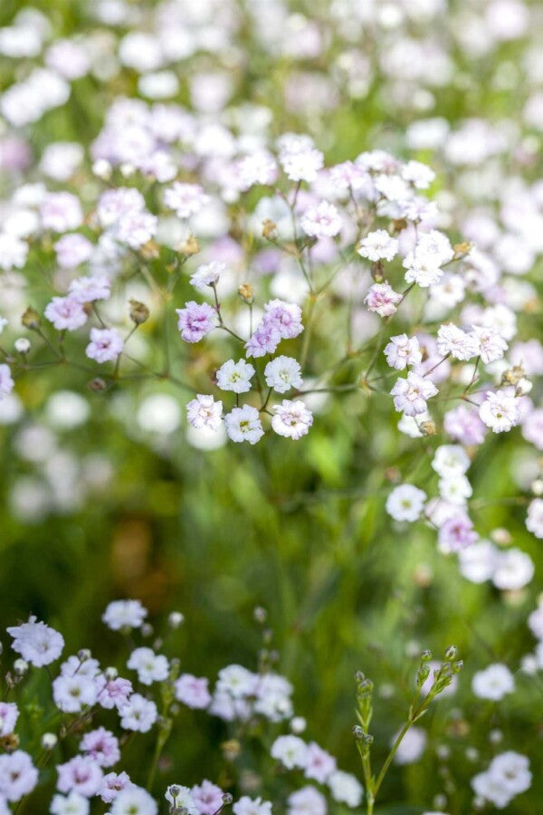 Schleierkraut (Gypsophila paniculata) – Wurzelwerk Design