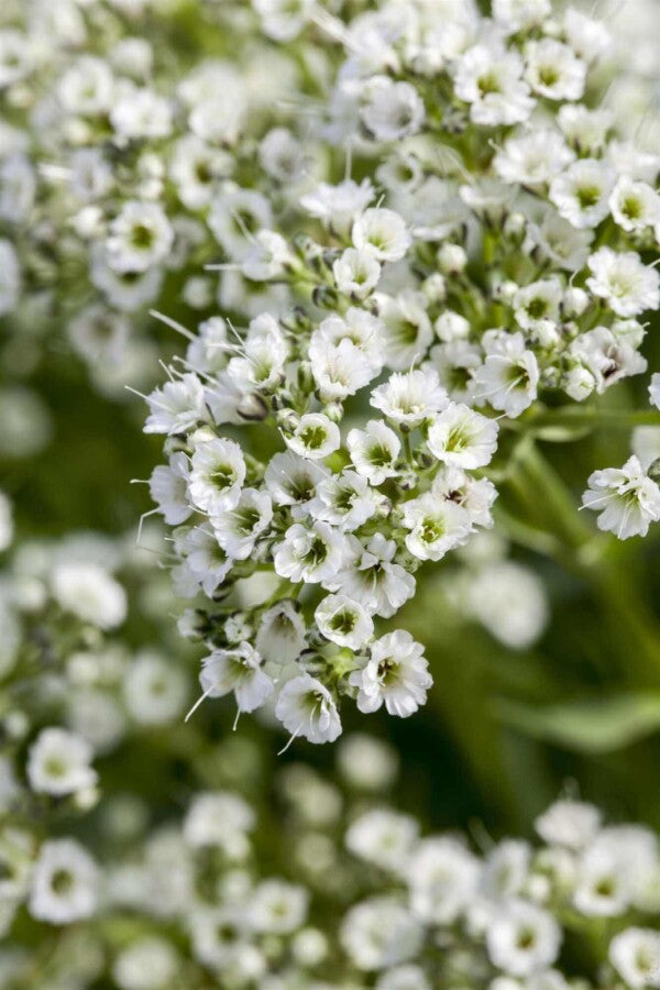 Schleierkraut (Gypsophila paniculata) – Wurzelwerk Design