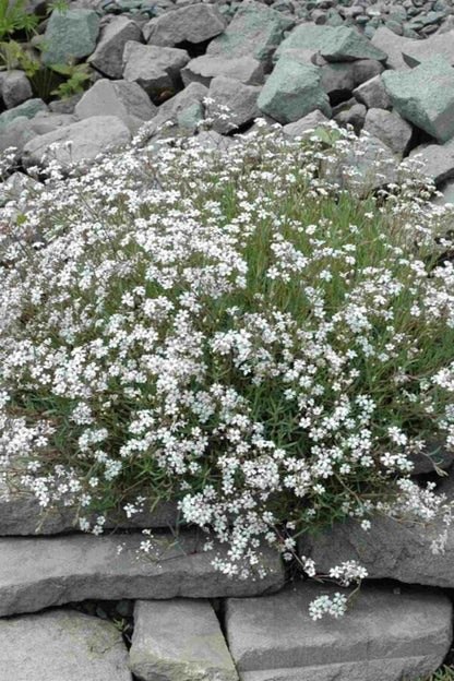 Schleierkraut (Gypsophila paniculata) – Wurzelwerk Design