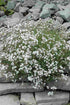 Schleierkraut (Gypsophila paniculata) – Wurzelwerk Design