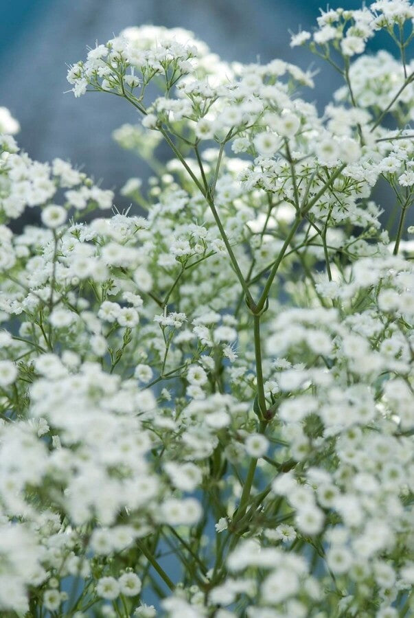 Schleierkraut &