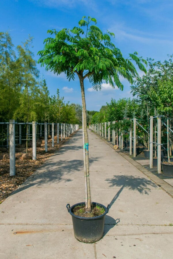 Seidenbaum (Albizia julibrissin) Hochstamm – Wurzelwerk Design