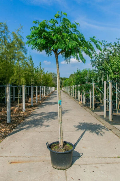 Seidenbaum (Albizia julibrissin) Hochstamm – Wurzelwerk Design