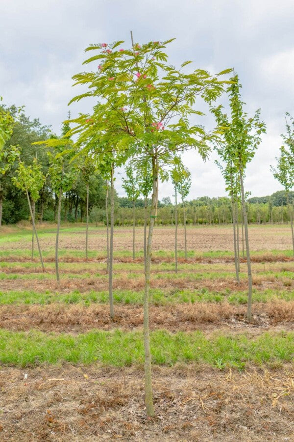 Seidenbaum (Albizia julibrissin) Hochstamm – Wurzelwerk Design