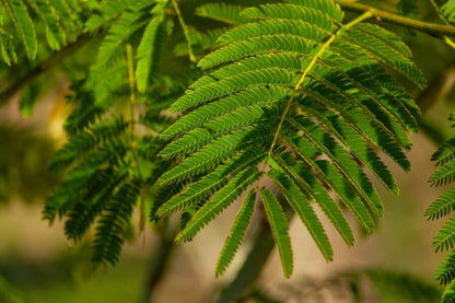 Seidenbaum (Albizia julibrissin) Mehrstämmig – Wurzelwerk Design