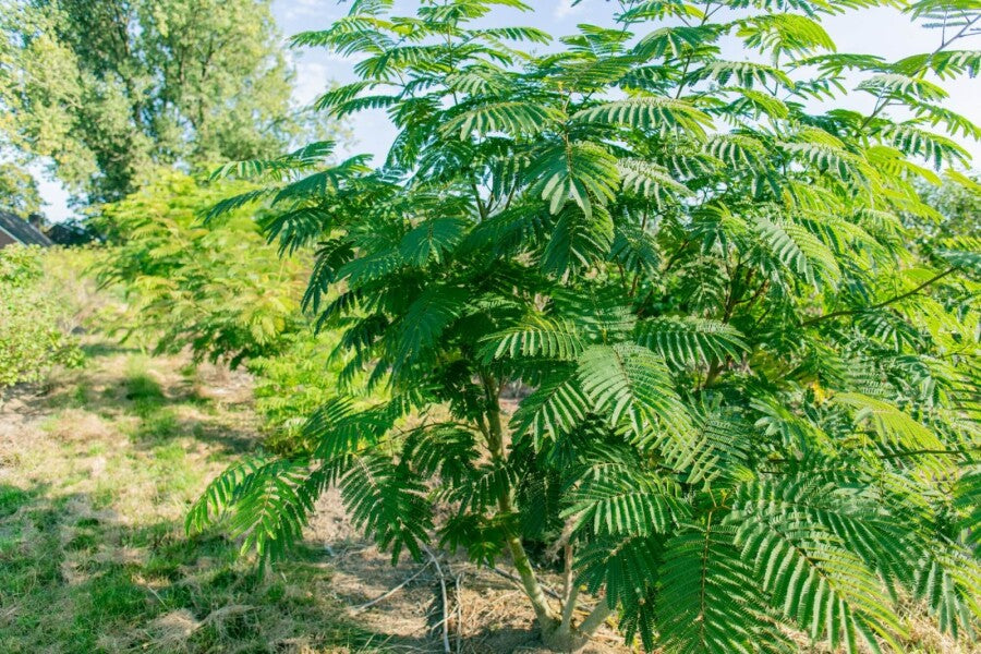 Seidenbaum (Albizia julibrissin) Mehrstämmig – Wurzelwerk Design