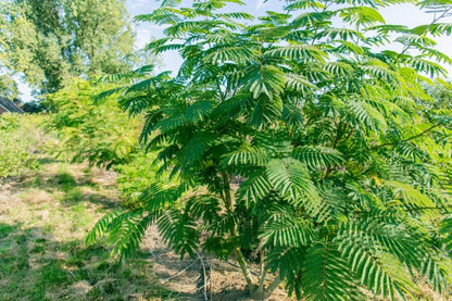 Seidenbaum (Albizia julibrissin) Mehrstämmig – Wurzelwerk Design