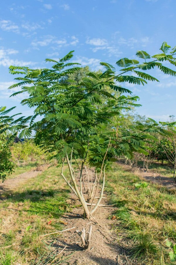 Seidenbaum (Albizia julibrissin) Mehrstämmig – Wurzelwerk Design