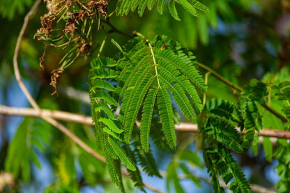 Seidenbaum (Albizia julibrissin &