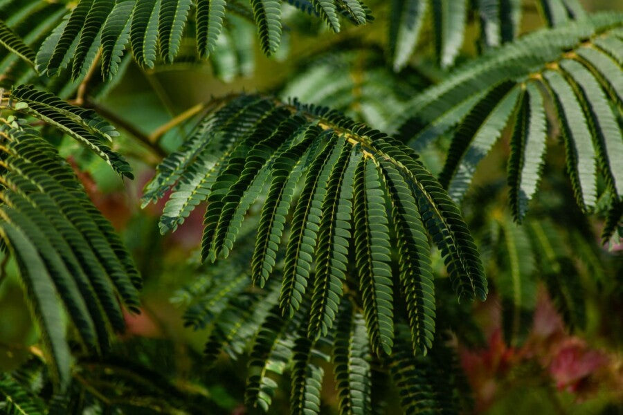 Seidenbaum (Albizia julibrissin &