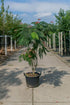 Seidenbaum (Albizia julibrissin &