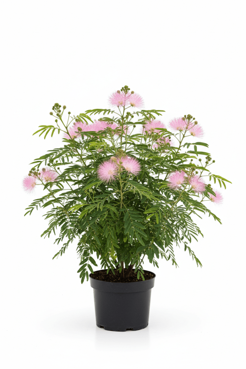 Seidenbaum (Albizia julibrissin &
