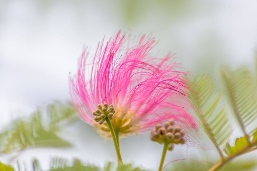 Seidenbaum (Albizia julibrissin) Strauch – Wurzelwerk Design