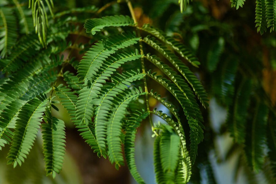 Seidenbaum (Albizia julibrissin) Strauch – Wurzelwerk Design