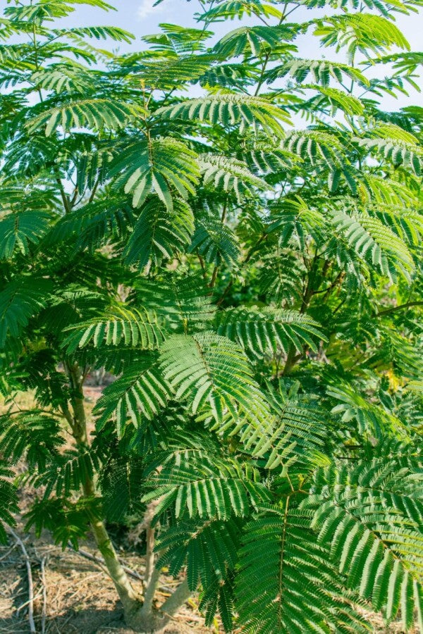 Seidenbaum (Albizia julibrissin) Strauch – Wurzelwerk Design