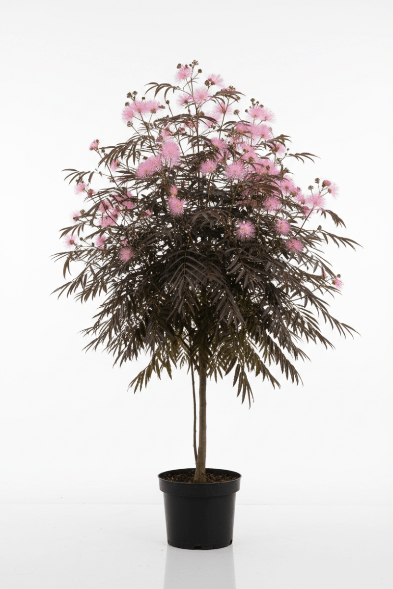 Seidenbaum (Albizia julibrissin &