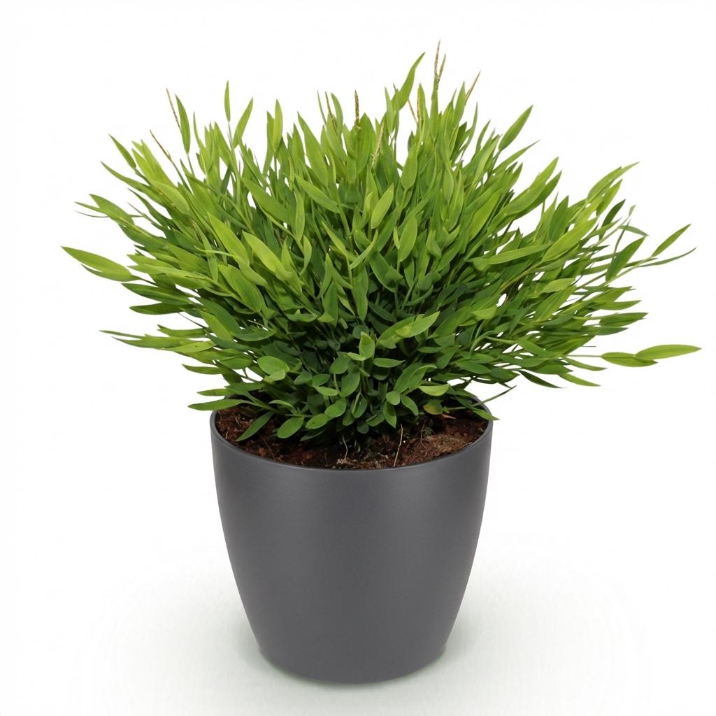 Bamusa Pogonatherum Monica Bambusgras in weißem Topf, 20cm hoch, haustierfreundliche Pflanze von Everspring, im Topf oder Korb