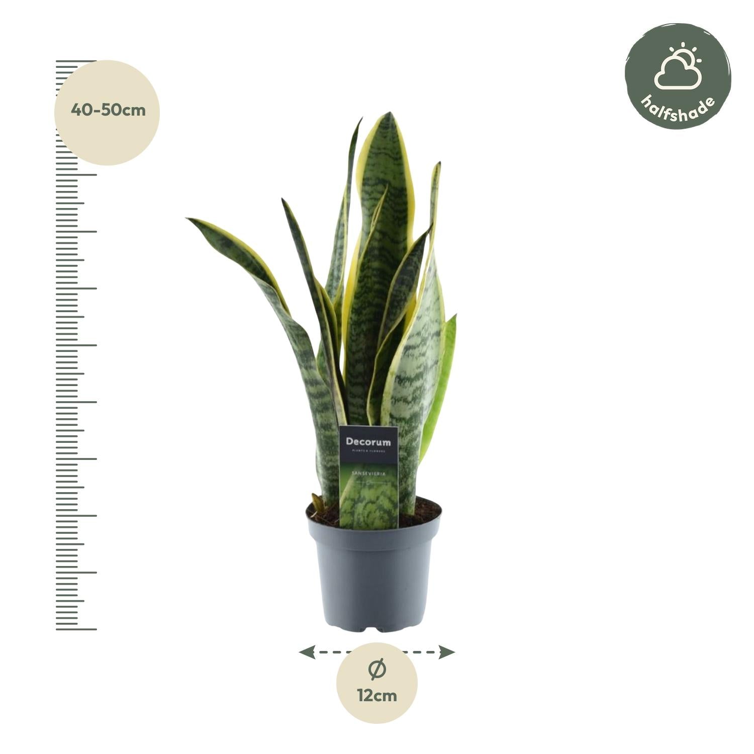 Sansevieria Laurentii – 45 cm Bogenhanf mit gelbem Rand