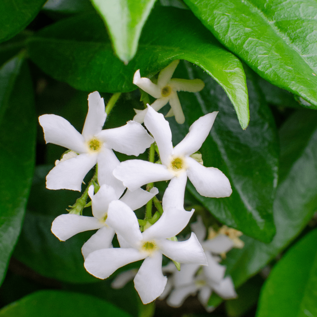 Sternjasmin kaufen | Trachelospermum jasminoides &