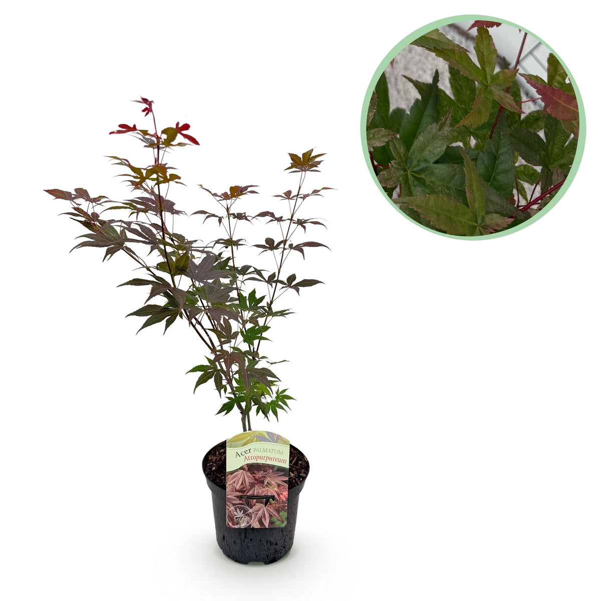 Japanischer Ahorn Atropurpureum in 19cm Topf, lila Laubabwerfender Baum, Höhe ca. 70cm, Everspring Pflanze