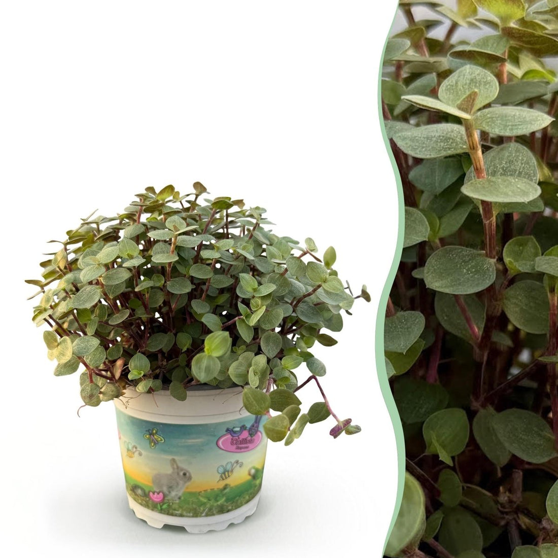 Calissia repens - Schildkrötenpflanze - Haustierfreundliche Pflanze - Grün - 1 Pflanze - Topf 12cm - Höhe 14cm - Wurzelwerk Design
