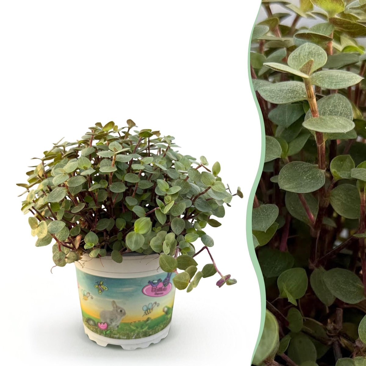 Calissia repens - Schildkrötenpflanze - Haustierfreundliche Pflanze - Grün - 1 Pflanze - Topf 12cm - Höhe 14cm - Wurzelwerk Design