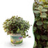 Calissia repens - Schildkrötenpflanze - Haustierfreundliche Pflanze - Grün - 1 Pflanze - Topf 12cm - Höhe 14cm - Wurzelwerk Design