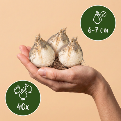 Zierlauch Ping Pong – Allium online kaufen | 40 bis 320 Blumenzwiebeln, weiße Kugeln &amp; niedrig – Wurzelwerk Design